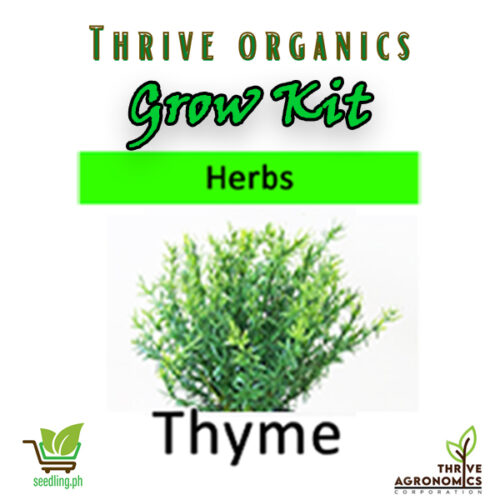 thyme grow kit
