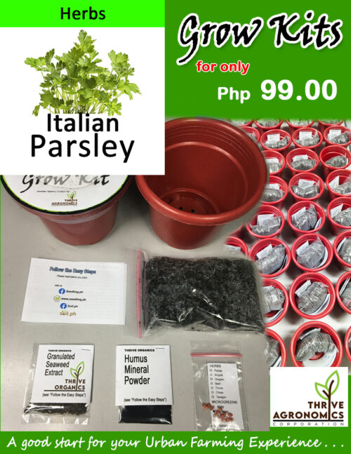 italian parsley grow kit